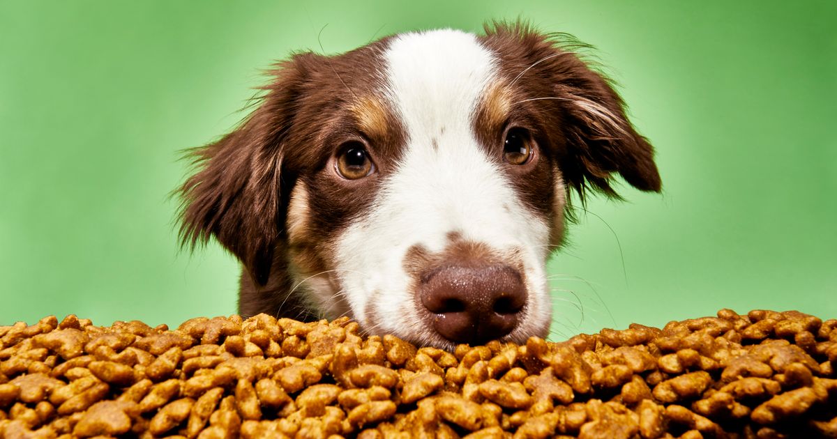 Choosing Dog Food: Fromm vs Purina Pro Plan, Whats the Best Value?