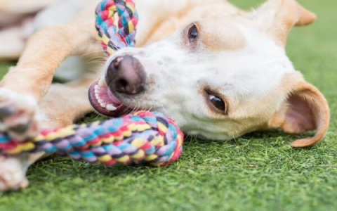 Understanding doggie daycare costs: Here are tips for finding affordable options!