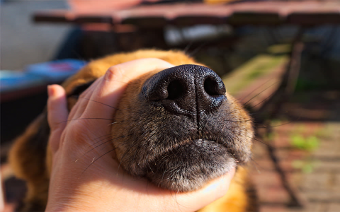 Is It Normal for a Dogs Head to Be Warm? Find Out Here!