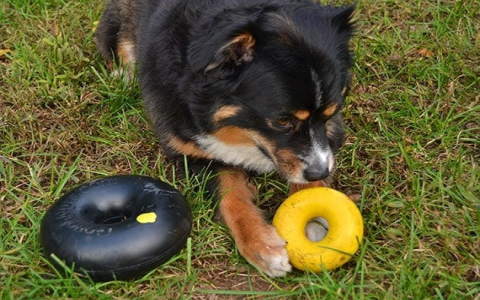 Indestructible Chew Toys for Small Dogs? We Found the Best!