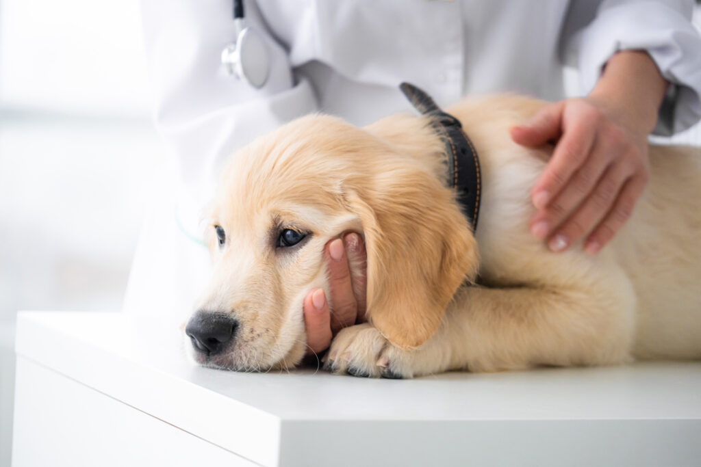 Dog Hernia Operation Cost: Factors That Affect the Price