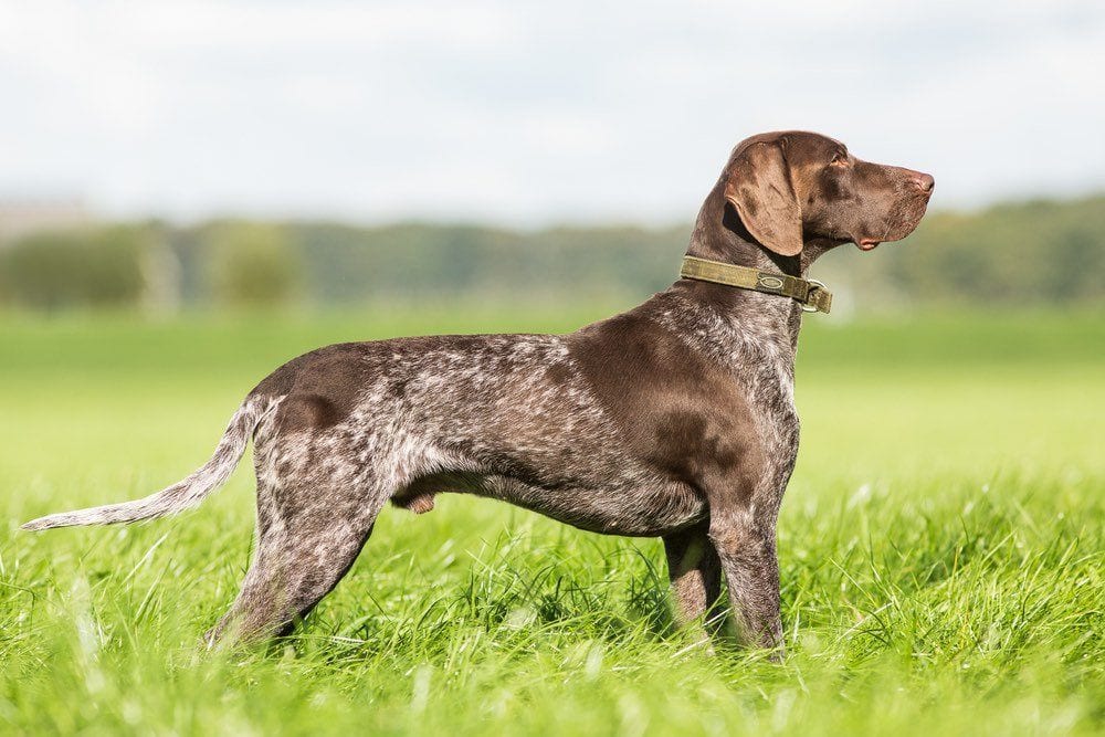 Pointer Dog Names: Cool Ideas & Top Picks for Your Pup!