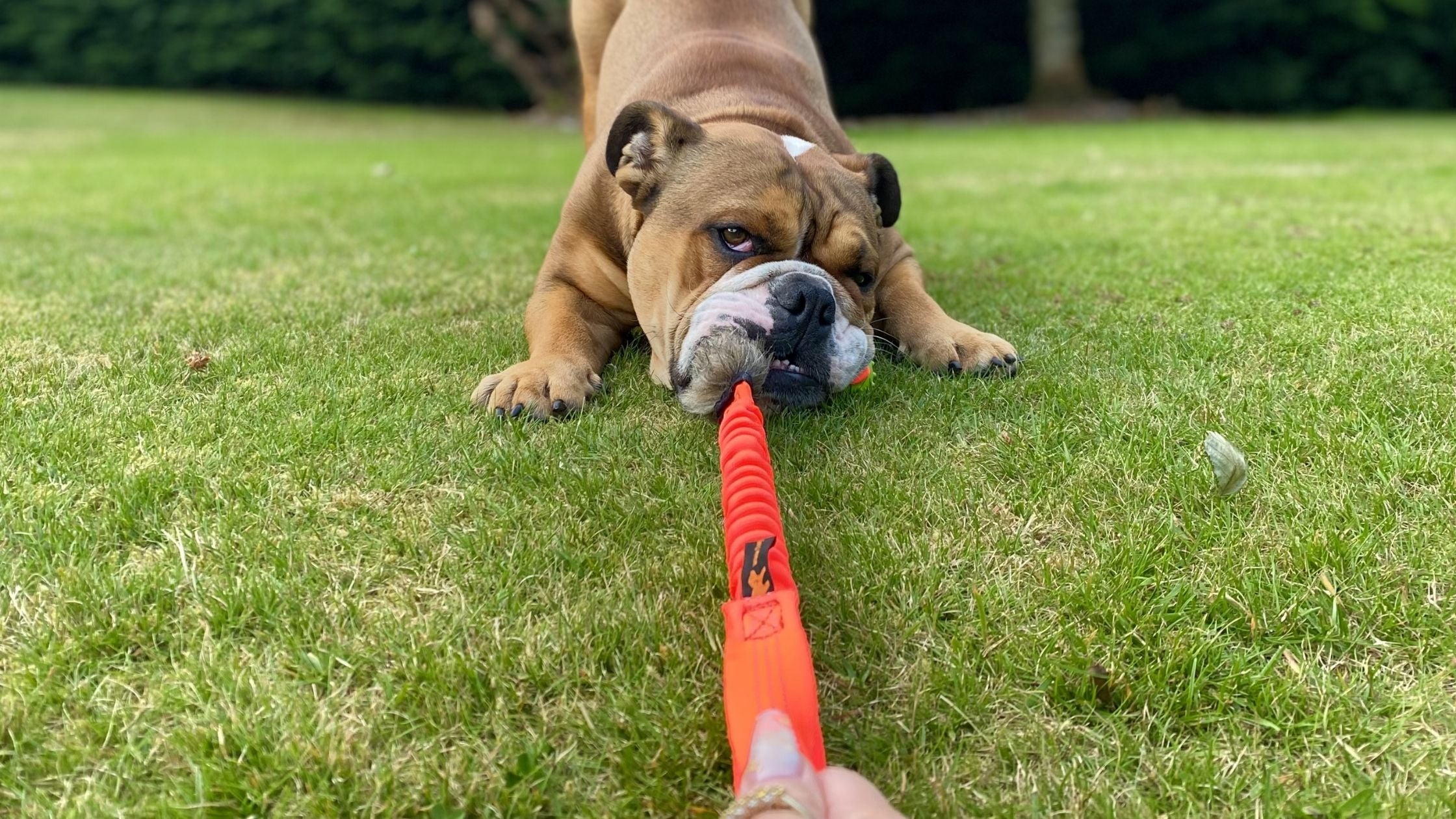 Best Chew Toys for English Bulldogs: Durable Toys That Last