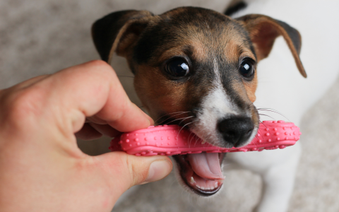 Best Tough Tug Toys for Dogs: Long-Lasting Fun for Your Pup.