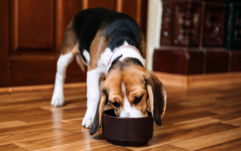 Feeding Guide: Am I Feeding My Dog Too Much or not enough?