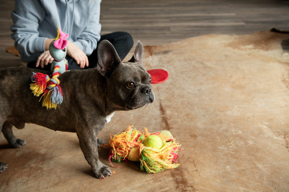 Bulldog toys for dogs: Find the perfect one, keep them busy!