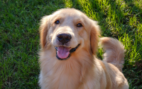 Blonde Dog Names: Get Inspired with These Sweet Ideas!