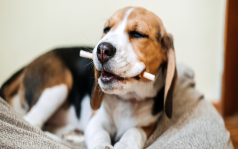 Is Biotene for Dogs safe? (Vet-Approved Tips for Oral Hygiene)