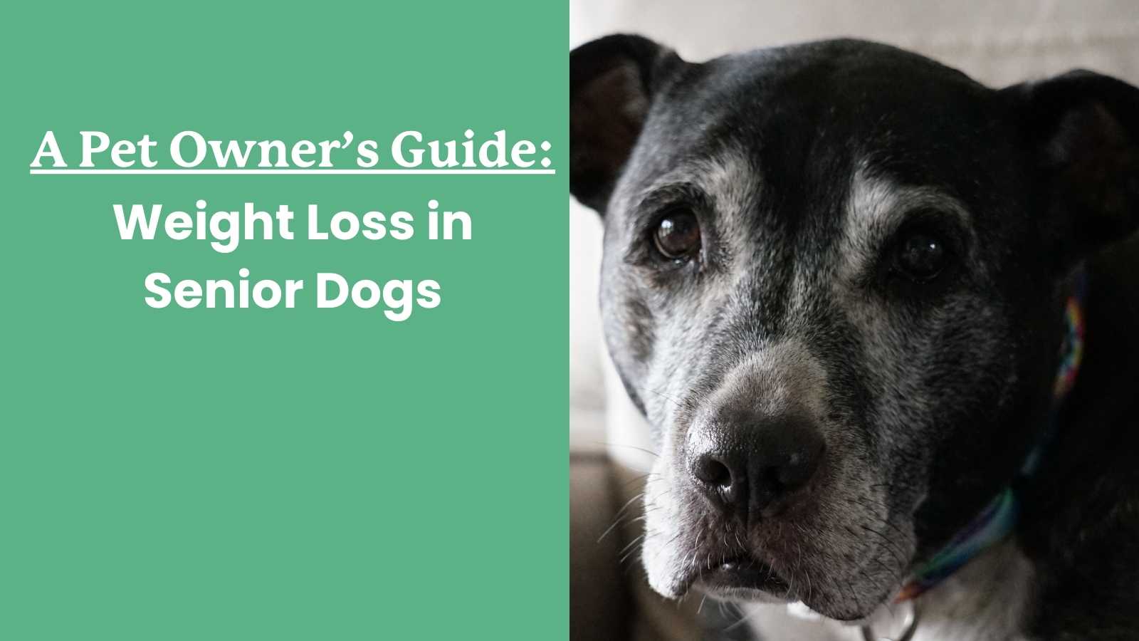 Help! Why do older dogs lose weight and what can I do?