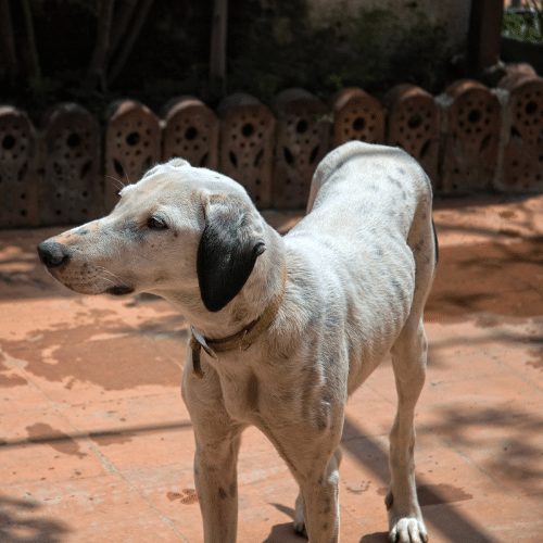 Is Your Senior Dog Slim? Why Do Old Dogs Get Skinny, Find it!