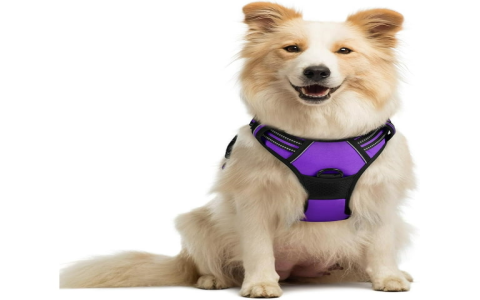 Little Dog, Big Comfort: Perfect Dog Harness for Toy Breeds and Tiny Dogs