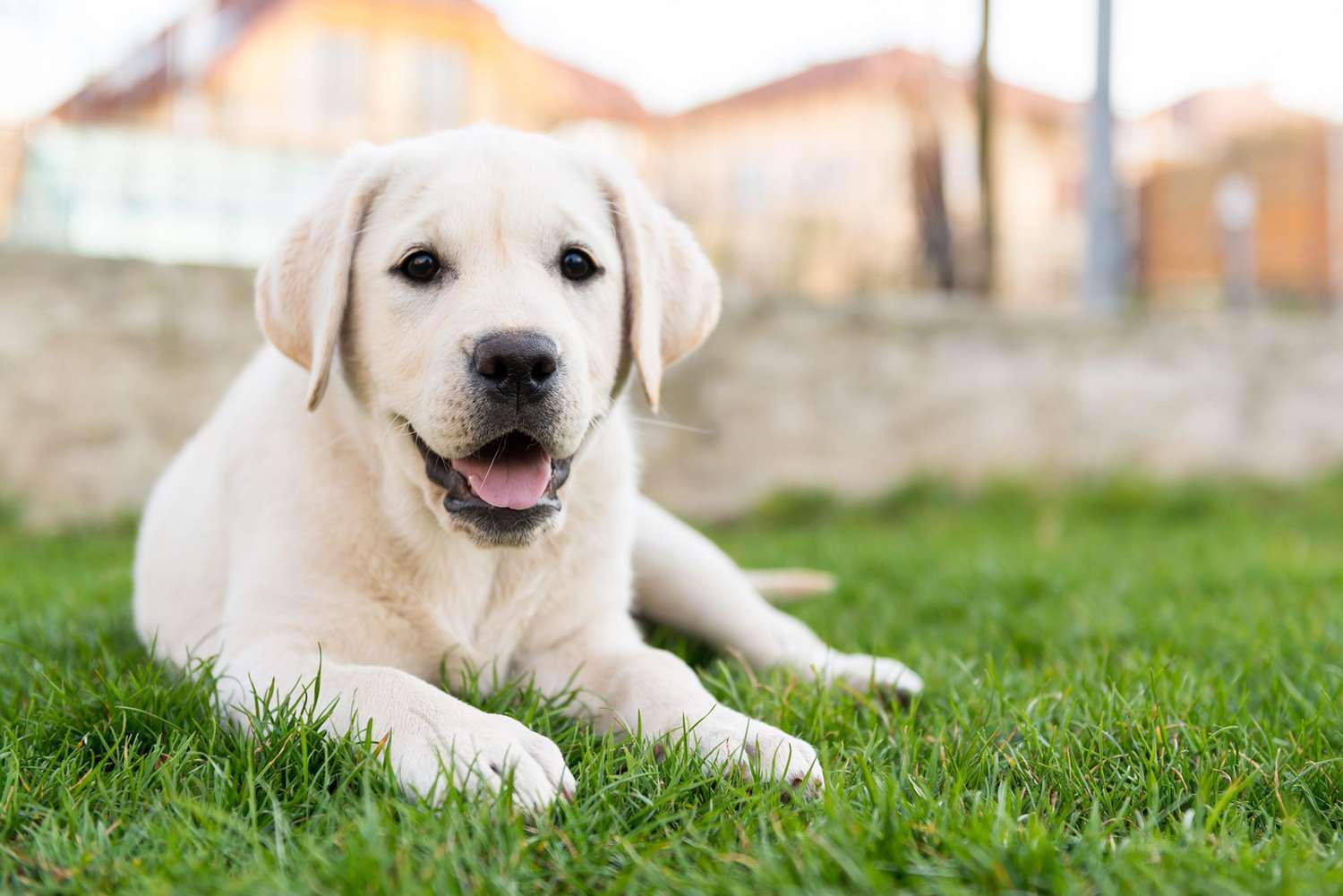 Female Lab Puppy Names: Best Sweet & Unique Choices