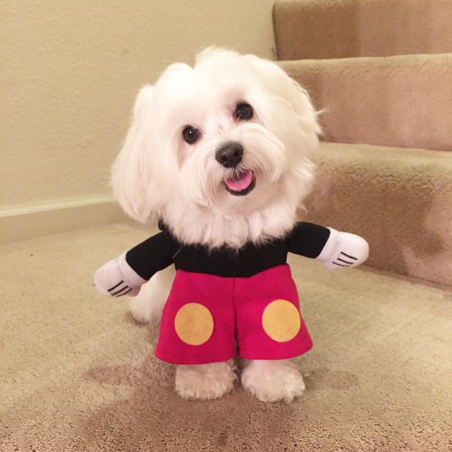 Mickey Dog Name: Cutest Picks & Disney-Inspired Ideas!