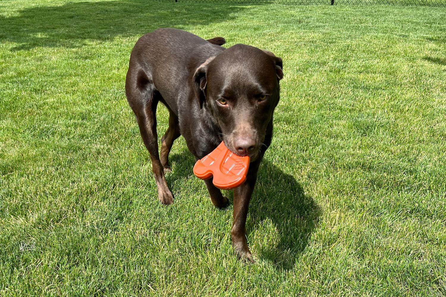 Best Mighty Toys Dog Toys? We Tested Them With Our Chewers!