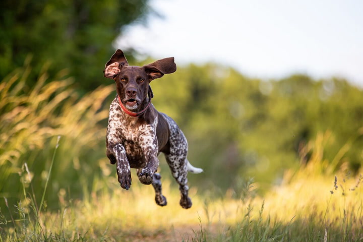 Best Duck Dog Names: Top Cute & Cool Ideas for Your Pup!