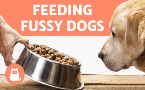 New Puppy Not Eating Much? Simple Tips for Picky Eaters!