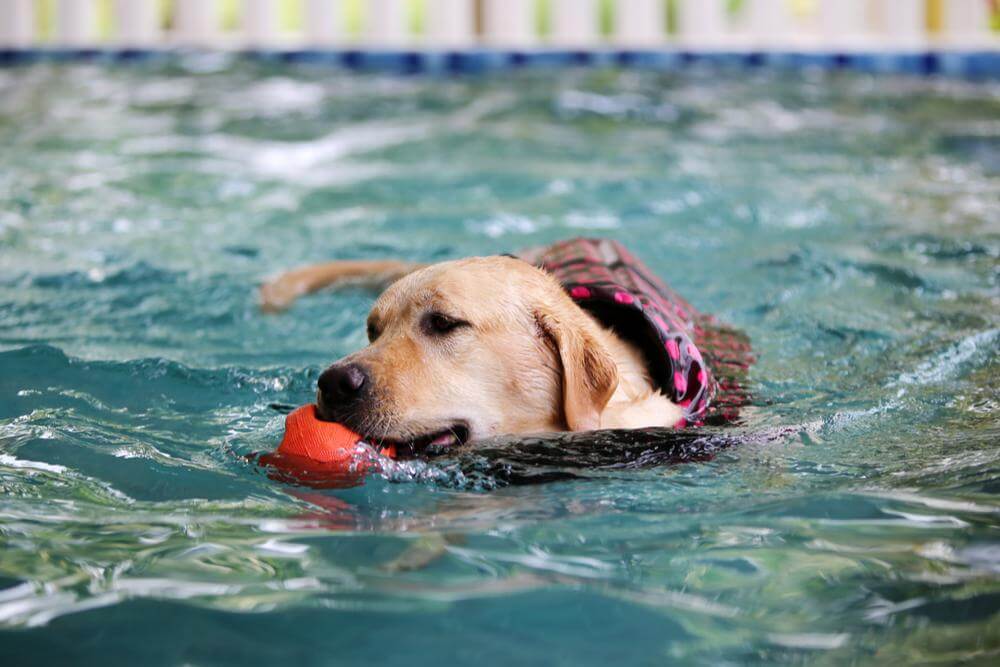 Dock Diving Toys for Dogs: Simple Guide to Get Started.