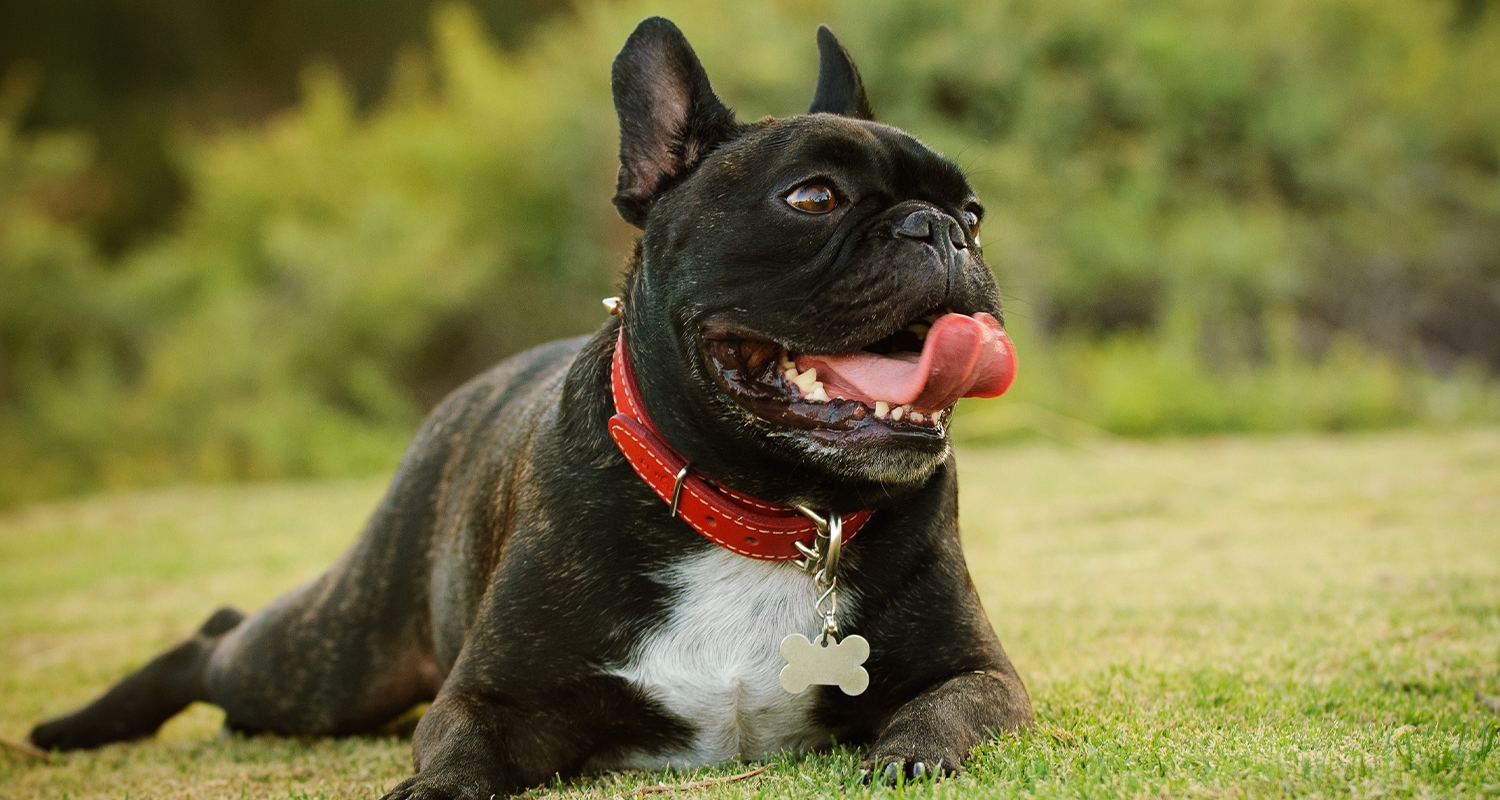 Dog Breathing Heavily? Learn Why and When to Worry (Why Is My Dog Breathing So Heavily)