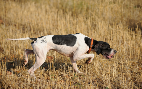 Pointer Dog Names: Cool Ideas & Top Picks for Your Pup!