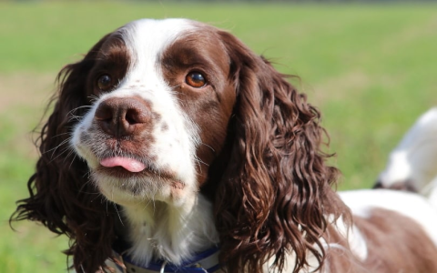 Before You Buy, Learn: How Much Does a Brittany Puppy Cost?