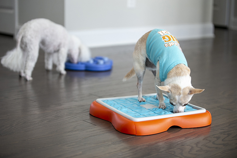 Digging Toys for Dogs: Top Picks & Why Your Pup Needs Them!