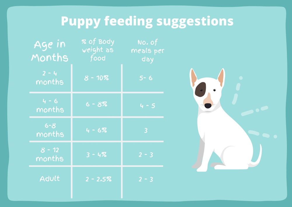 Calculate: How Much Home Cooked Food to Feed Dog Based on Weight!