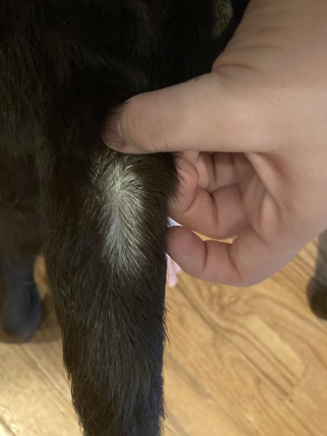 Help! My Black Puppy Has White Hair - Is This a Health Problem?