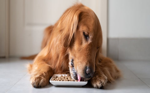 american journey dry dog food: A Complete & Honest Ingredient Breakdown.