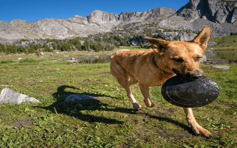 Guaranteed Indestructible Dog Toys: Finally, Toys That Last!