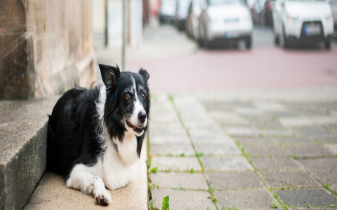 Why Do Dogs Shake in the Car? Simple Explanations and Easy Tips