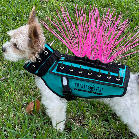 Best Spiked Vest for Dogs: Keep Coyotes Away, Simply!