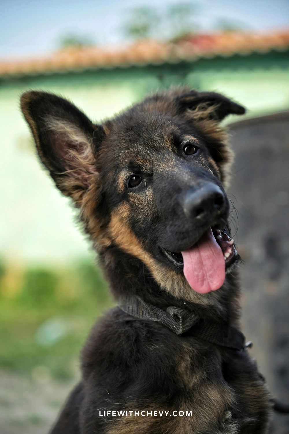 Get Badass Dog Names German Shepherd Now- Epic List!