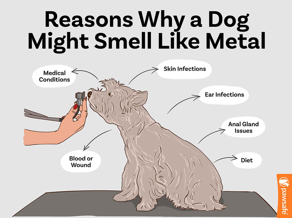 Why Does My Puppies Breath Smell Like Metal? Quick Guide for New Owners