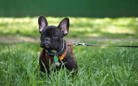 Need a Toy Dog Collar? Check These Top-Rated Options!