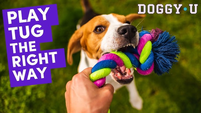 Unlock Pro Training: Essential Dog Training Toys Revealed