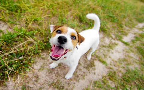 Help! Why is my dog gathering all her toys in one place? Find out the common reasons!