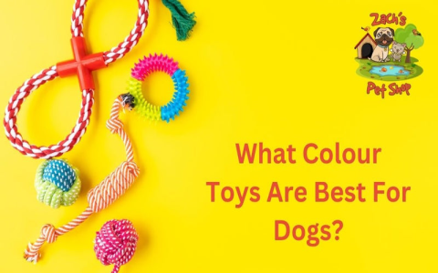 Dog Toy Inside Dog Toy Reviews: See Why Dogs (and Owners) Love It!