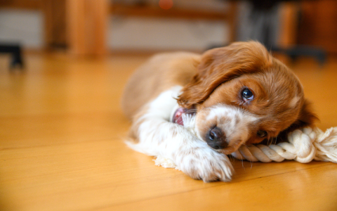 Timed Treat Dispenser for Dogs: Solve Boredom, Train Easily.