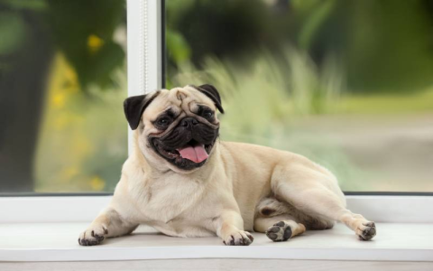 Pug Puppy Feeding Guide: How Much is Right for Your Pup?