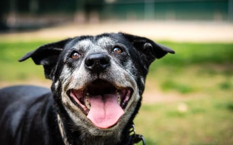 Is Your Senior Dog Slim? Why Do Old Dogs Get Skinny, Find it!