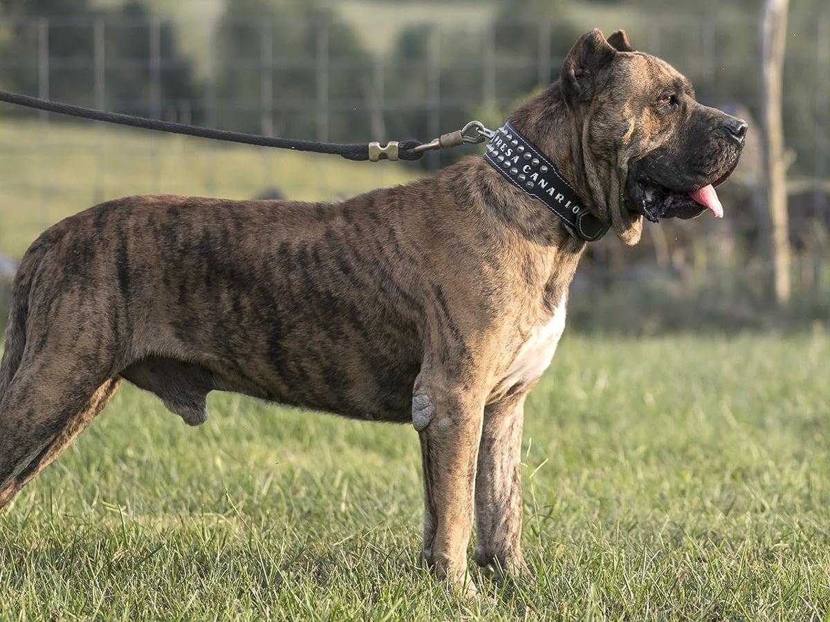 How Much Does a Presa Canario Puppy Cost? Find Out!