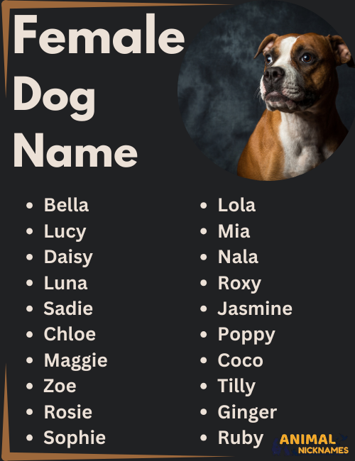 Best Tex Dog Name Options: Help to Name Pet dogs Quickly!