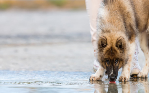 Can a Dog Die From Too Much Water? (Vet Explains Water Intoxication)