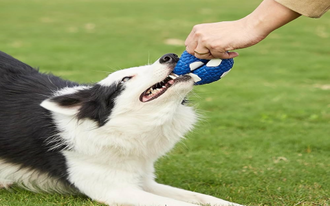 Best Mighty Toys Dog Toys? We Tested Them With Our Chewers!