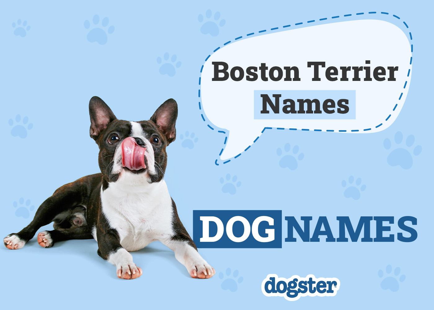 Unique Boston Terrier Dog Names, easy to find here!