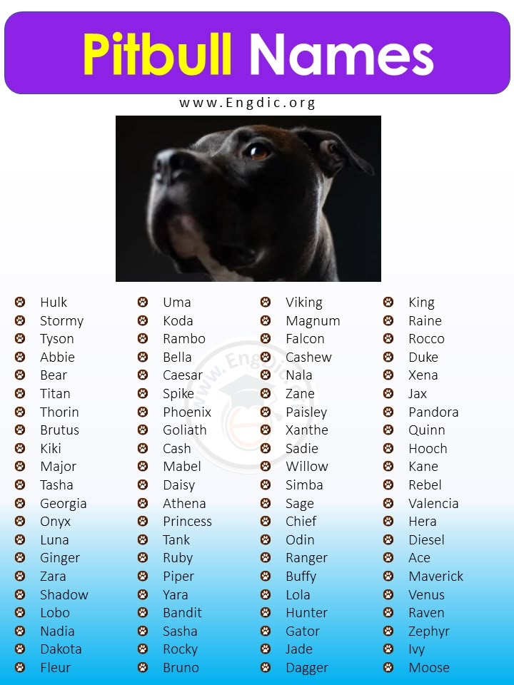 Looking for Cool Dog Names Male Pitbulls? Check This Out!