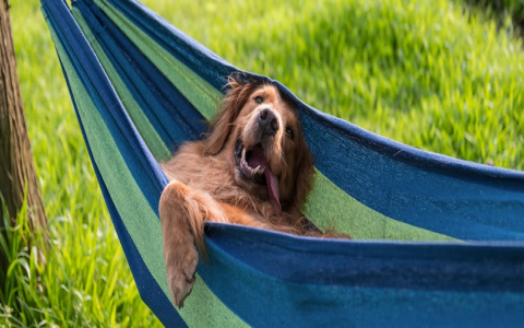 Swiss Names for Dogs: Inspiration from the Alps for 2024!