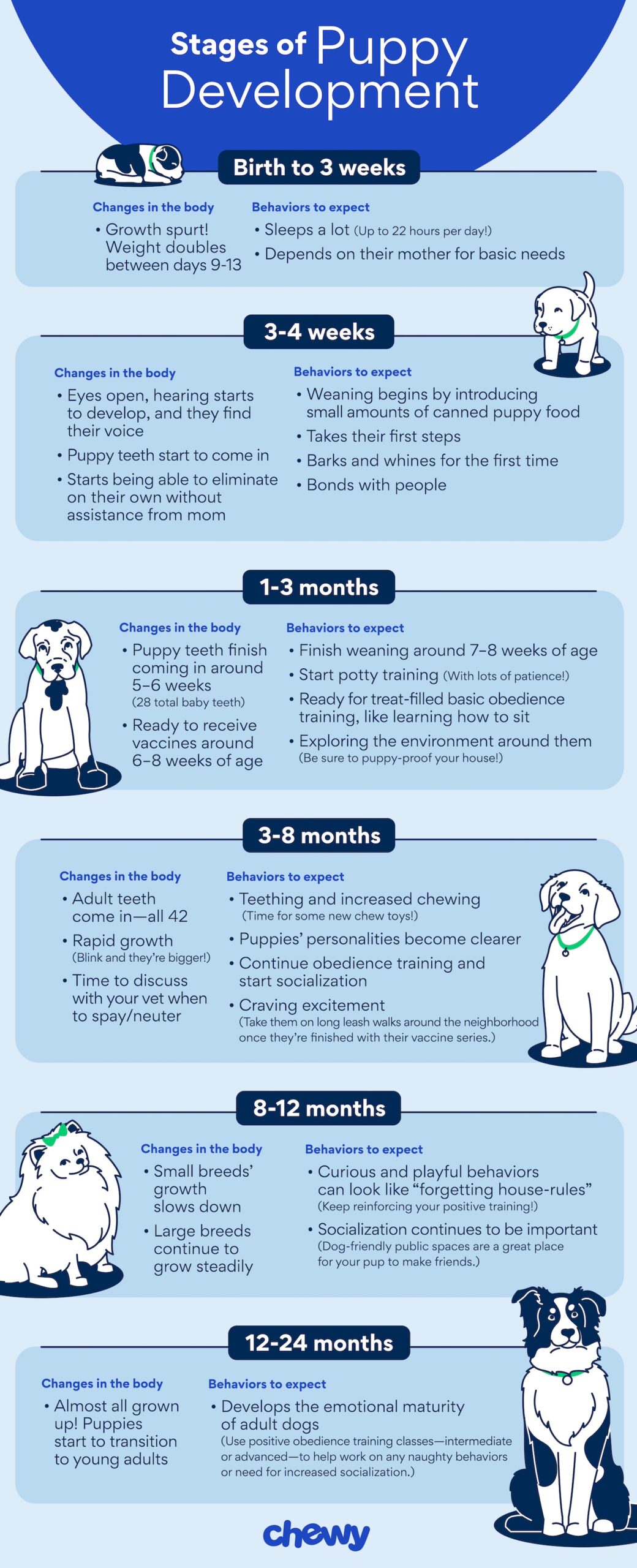 How much work is a puppy? Learn what to expect, before you get one!