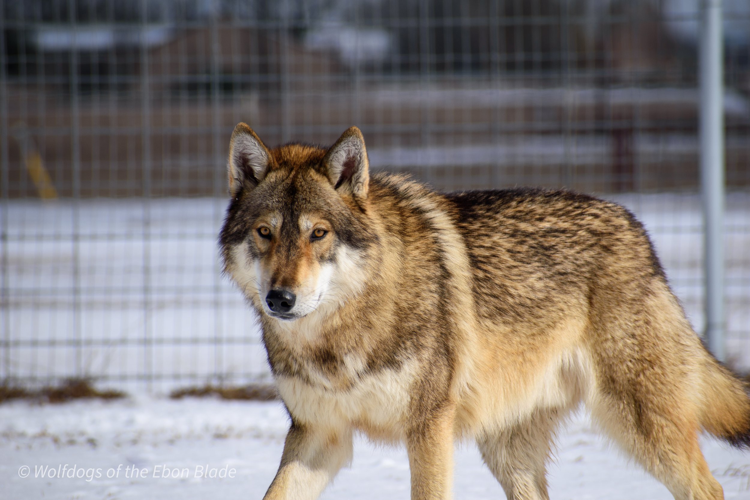 How Much Do Wolf Dog Puppies Cost? A Guide to Prices, Fees, and Expenses