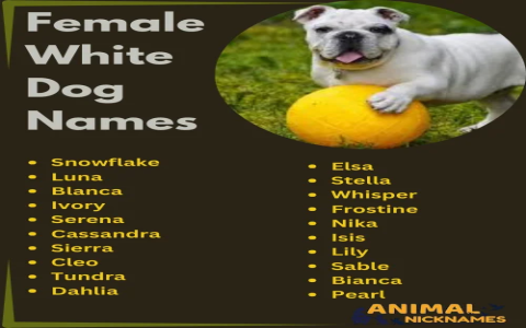 Hunting Dog Girl Names: Top Picks & Cute Ideas!